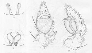 日本狼逍遙蛛 日本狼逍遙蛛