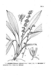 麗葉沿階草 麗葉沿階草