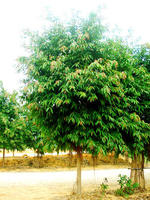 幌傘楓樹 幌傘楓樹