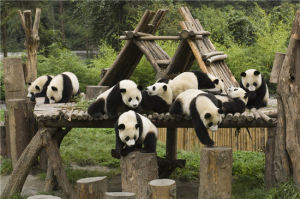 中國保護大熊貓研究中心