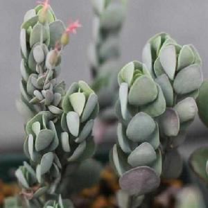 貝葉伽藍菜 貝葉伽藍菜