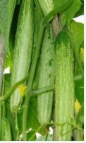 燕白黃瓜 燕白黃瓜