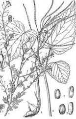 大葉蔥芥 大葉蔥芥