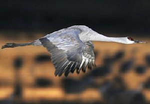 鶴科 Gruidae 有4屬15種，分為鶴亞科Grainae和冕鶴亞科Balearicinae。分布於除南美洲和南極洲以外的各大陸，以東亞為多。美麗而優雅的大型涉禽。鶴亞科後趾小而高位，不能與前三趾對握，因此不能棲息在樹上；冕鶴亞科1屬2種，特產於非洲，可以棲樹。我國有12屬9種，占總種數的60%，是鶴類種數最多的國家，且全部是我國國家重點保護野生動物。鶴在我國文化中有崇高的地位，特別是丹頂鶴，是長壽，吉祥和高雅的象徵，常被與神仙聯繫起來，又稱為“仙鶴”。