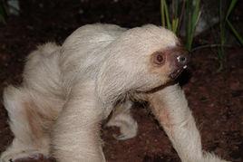 霍氏樹懶 霍氏樹懶