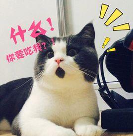 驚訝貓 驚訝貓