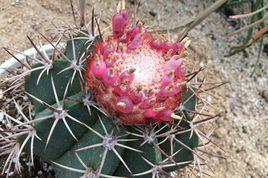 層雲[仙人掌品種]