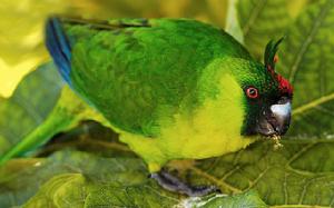 獨角鸚鵡屬 獨角鸚鵡屬