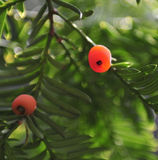 屏邊紅豆 屏邊紅豆