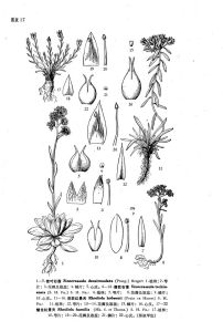 德欽石蓮 德欽石蓮