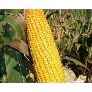 魯單9067 魯單9067