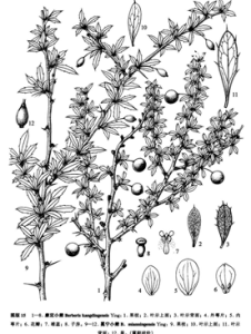 康定小檗 康定小檗