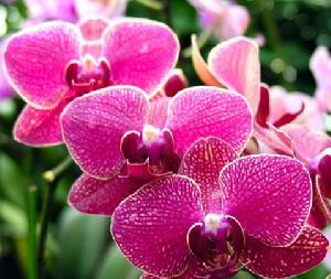 岩谷杜鵑 岩谷杜鵑