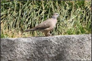 白翅斑鳩 白翅斑鳩