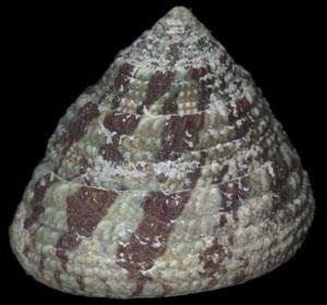 綠臍鐘螺 綠臍鐘螺