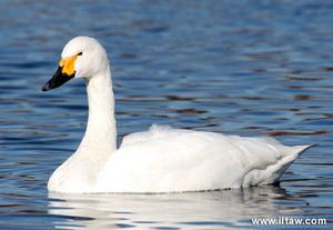 比尤伊克天鵝Bewick’s swan