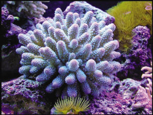 珊瑚[生物]