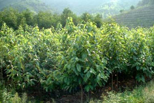 灰毛寄生 灰毛寄生