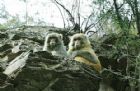 河南焦作太行山獼猴自然保護區