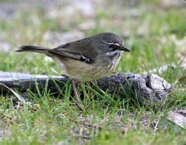 迷絲刺鶯 迷絲刺鶯