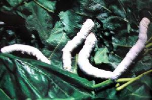 白僵蠶[鱗翅目蠶蛾科動物]