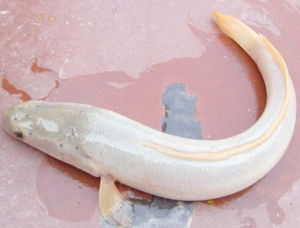 白烏魚專賣網 白烏魚專賣網