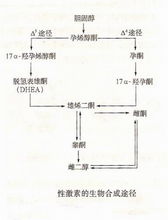 性激素的生物合成