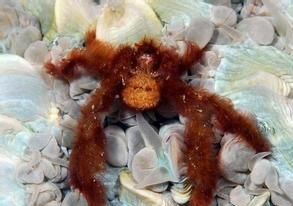 日本英雄蟹 日本英雄蟹