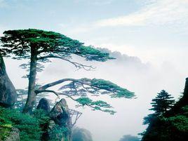 黃山景觀 黃山景觀