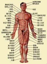 人體正面肌肉分布圖