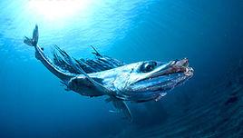 帆蜥魚屬 帆蜥魚屬