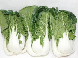 夏白菜 夏白菜