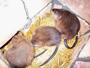 麝香田鼠 麝香田鼠