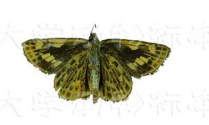 刺紋孔弄碟 刺紋孔弄碟