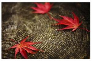 樹輪氣候學 樹輪氣候學