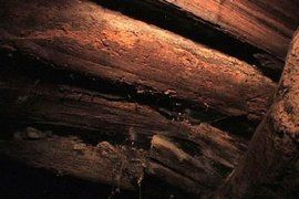 歌斐木[松柏目松科植物]