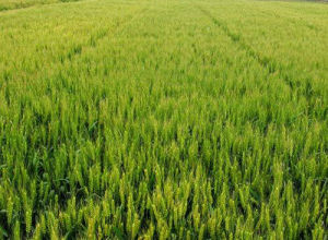 西科麥2號 西科麥2號