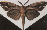 香樟大袋蛾 香樟大袋蛾