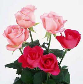 山植花玫瑰 山植花玫瑰