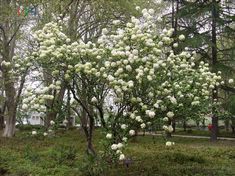 心葉莢蒾 心葉莢蒾