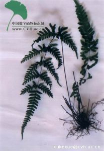 刺齒半邊旗 刺齒半邊旗