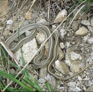 黃脊游蛇 黃脊游蛇