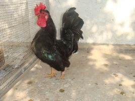 中國觀賞雞 中國觀賞雞