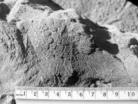 恐龍乾屍 恐龍乾屍