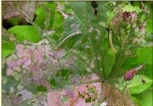 葉肉被啃食清光只留下葉脈