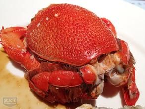 大頭華蟹甲 大頭華蟹甲