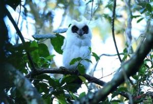馬島長耳鴞 馬島長耳鴞