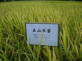 五山絲苗 五山絲苗