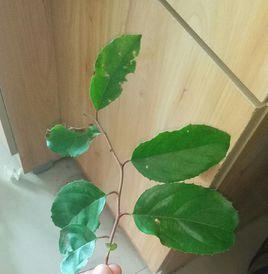 雲南鼠刺 雲南鼠刺