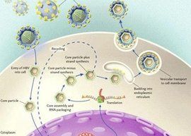 細胞再生 細胞再生